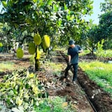 Trái cây xuất khẩu của Việt Nam đối diện khủng hoảng thừa, nhìn từ nhà vườn ở Đồng Nai