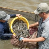 Ở Cà Mau, dân nuôi dày đặc loại cá ngon này, nay xúc lên bán đắt tiền, nhà nào cũng trúng