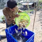 Nuôi dày đặc cá đặc sản như thế này, một ông nông dân Đồng Tháp bán 500.000 đồng/kg