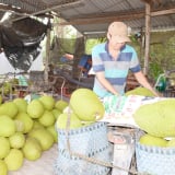 Trước ngày 'nắm tay' Đồng Tháp, ở Tiền Giang giá quả ngon 'rớt cái bịch' , nhà vườn, thương lái ngơ ngác, quả gì giá bán chỉ 500 đồng/kg?