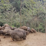 Thoạt nhìn ngỡ lợn rừng, chả phải đâu, đây là giống lợn đặc sản Hòa Bình, hễ nói bán là hết luôn cả đàn
