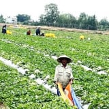 Vào mùa dội chợ, trái cây các loại rớt giá khắp nơi, ở Kiên Giang thứ quả ngon này dân vẫn bán khỏe re