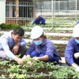Lạ đời Chi cục Nông nghiệp Kon Tum lập Đoàn kiểm tra quy trình ký, cấp chứng nhận của chính mình (?)