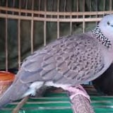 Ngoài đồng 36 thứ chim, đây là thứ chim gáy tiếng hiền như đất mà vạn người mê