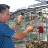 Một anh nông dân Bến Tre nuôi thành công 2 loại chim xuất xứ Malaysia, Pháp, bán cao nhất giá 5 triệu/cặp