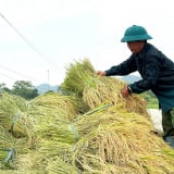 Đây, một vùng đất trù phú bậc nhất đất Tuyên Quang, nơi từng đặt xưởng in tiền, trước giờ sáp nhập tỉnh, bỏ cấp huyện