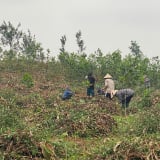 Đất rừng giao khoán: Trường hợp nào được cấp Giấy chứng nhận quyền sử dụng đất?