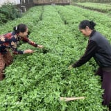 Cả làng này ở Nghệ An 'thơm ngày thơm đêm' bởi trồng thành công rau gia vị gì?
