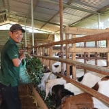 Sáp nhập TP HCM, Bình Dương, đây là vật nuôi đang tăng giá tốt nhất ở Bà Rịa-Vũng Tàu, hễ bán nhiều là trúng lớn