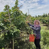 Cần Thơ trồng thành công các loại quả ngon nổi tiếng trước ngày 'đón' tỉnh Sóc Trăng, Hậu Giang