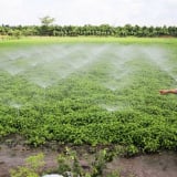 Tỷ phú Vĩnh Long là một anh nông dân trồng thứ rau thơm tốt um ngoài đồng, cắt bao nhiêu bán hết bấy nhiêu, bán rau mua vàng