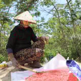 Trên cánh đồng núi lửa Đắk Nông, dân nhộn nhịp đang gieo thứ hạt gì?