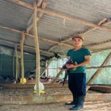 Loài chim sách Đỏ nuôi thành công ở Phú Yên như nuôi gà ta, cứ bán 1 cặp cầm 2 triệu đồng