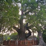 Sáp nhập tỉnh Bắc Giang, Bắc Ninh có cây cổ thụ hoành tráng lớn nhất Việt Nam, đó là giống cây gì?