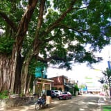 Sáp nhập tỉnh Phú Yên, ở Đắk Lắk có cây cổ thụ hoành tráng thế này đây