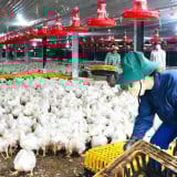Tỉnh mới tên Đồng Nai sau sáp nhập Bình Phước là 'thủ phủ' chăn nuôi quy mô nhất trong 34 tỉnh/thành phố mới của Việt Nam