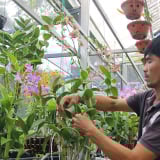 Thứ hoa quý tộc tuôn bông như suối, cản chả kịp, trồng thành công ở An Giang, người ta đang vô xem