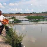 Con đặc sản ham lặn ngụp, dễ nuôi, ở Long An cứ bắt lên bán là hết veo