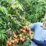 Chuyện lạ Hưng Yên trước sáp nhập tỉnh Thái Bình, ghép mắt cây vải trứng lên gốc vải lai, tốt đẹp thế này đây