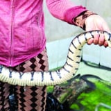 Trông to dài, khoang vện 'dữ dằn' vậy, chứ con động vật này nuôi thành công ở Long An, cứ bán 1kg cầm ngay 450.000 đồng