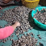 Ngày sáp nhập tỉnh An Giang cận kề, Kiên Giang thành công với mô hình nuôi con đặc sản hiền như cục đất