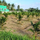 Ở tỉnh Đồng Tháp (mới) sau sáp nhập tỉnh Tiền Giang, vì sao dân đã, đang ồ ạt trồng loại cây này?