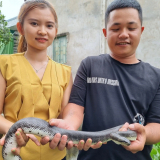 Nuôi thành công con đặc sản ăn cá như ranh, hiền như cục đất, vợ chồng Đồng Tháp bán 400.000 đồng/kg dễ như ăn kẹo