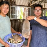 Nuôi loài thú đặc sản này ở Cà Mau, cho ăn thêm cơm nguội, bán 1,8-2 triệu/cặp