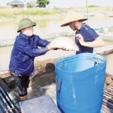 Ở một nơi trên sông Đuống qua tỉnh Bắc Ninh (mới), dân bắt bán cá to bự thế này đây