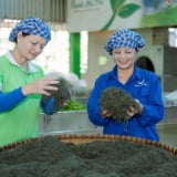 Một HTX chè ở Thái Nguyên làm phân bón từ vỏ chuối, trứng gà, người ta bán tín bán nghi, dùng thử bất ngờ luôn