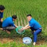 Cấy lúa xong, đồng bào Mông ở tỉnh Lào Cai lại thả con này vào ruộng, mùa thu hoạch chưa kịp mang ra chợ đã bán hết rồi