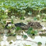 Quỳnh Lưu-xã nông thôn mới ở tỉnh Ninh Bình mới, dân trồng cây gì để thành điểm sáng trên bản đồ OCOP?