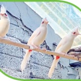 Một đứa trẻ từng sống trong trại mồ côi, nay là 'vua chim màu' ở tỉnh Gia Lai, nuôi chim gì mà bán 10-150 triệu/con?