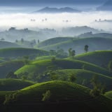 U mê vẻ đẹp đồi chè Long Cốc lúc bình minh