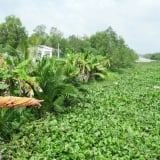 Ở tỉnh Vĩnh Long mới, loài sinh vật ngoại lai nào đang 'lấn sân' vô tội vạ, mọc um tùm, khiến muỗi mòng vô số?