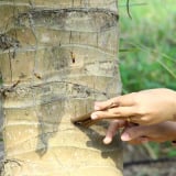Con vật quái ác gì đang hại cây dừa ở tỉnh Vĩnh Long (mới) khiến dân tìm cách diệt trừ?