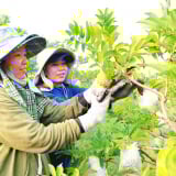 Đây chính là kiểu làm nông nghiệp cho rau ngon, quả sạch ở tỉnh Tây Ninh (mới)