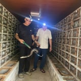 Nuôi rắn hổ mang to dài, một nông dân Thái Nguyên đạt danh hiệu nông dân sản xuất kinh doanh giỏi