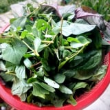 Quên cá thịt đi, húp miếng canh rau tập tàng nấu tép đồng, cái nóng nực, cái chán ăn rơi đâu mất rồi