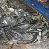 Đây, cách dẫn dụ cá đồng khiến người ta đang quan tâm ở tỉnh Cà Mau