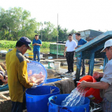 Tỉnh Vĩnh Long mới có một xã cù lao trú phú, nuôi cá công nghệ cao dày đặc sau sáp nhập tỉnh Bến Tre, Trà Vinh