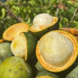 Độc đáo loại quả quý hiếm như báu vật, mấy chục năm mới có một lần ở Đà Nẵng