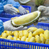 Bộ Nông nghiệp&Môi trường ban hành quy trình kiểm soát an toàn thực phẩm đối với quả sầu riêng tươi xuất khẩu