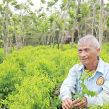 Thứ rau ăn ngọt như mì chính mọc tốt um trong rừng gỗ quý ở Đồng Nai, chỉ bán rau mà ông nông dân là tỷ phú