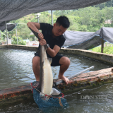 Nguy cơ 'vỡ trận' nghề nuôi cá tầm, bị lợi dụng thương hiệu: Hội Cá nước lạnh Lào Cai 'kêu cứu'