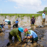 TP.HCM, Quảng Trị, Vĩnh Long dẫn đầu cả nước trồng mới, bổ sung rừng ven biển, Bộ NN&MT 'thúc' đẩy nhanh tiến độ 