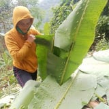 Con động vật này bu dày đặc tàu lá chuối, làm nên món ngon của cả làng ở Gia Lai