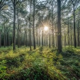 Thị trường tín chỉ carbon: Kiến nghị tháo điểm nghẽn 'thu nhưng khó chi' carbon lâm nghiệp