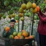 Xã mới này ở tỉnh Lâm Đồng trồng gấc kiểu gì mà quả treo quá trời, bán là hết