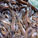 Không ngờ cá trê dễ mua, hay được phóng sinh lại là hiểm hoạ cho hệ sinh thái và nguồn lợi thủy sản